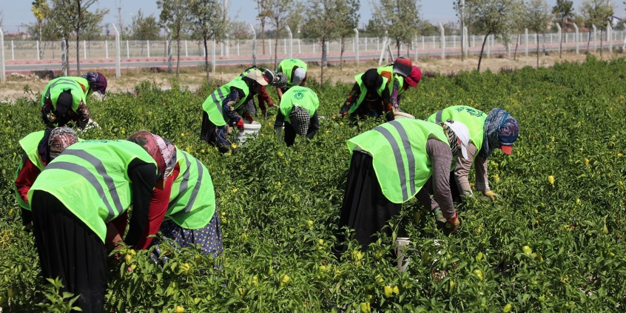 Karatay Ata Tohumu ile üretime önemli katkı