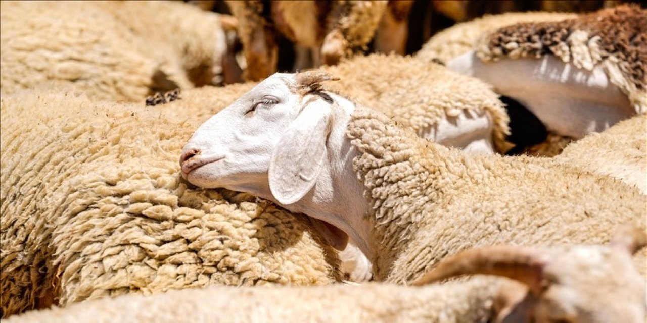 Bayramda küçükbaş kurbanlık arzında sıkıntı beklenmiyor
