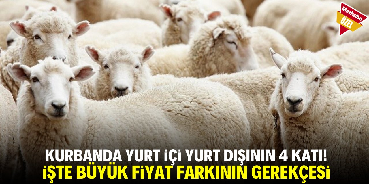 Kurbanda yurt içi yurt dışının 4 katı! İşte büyük fiyat farkının gerekçesi