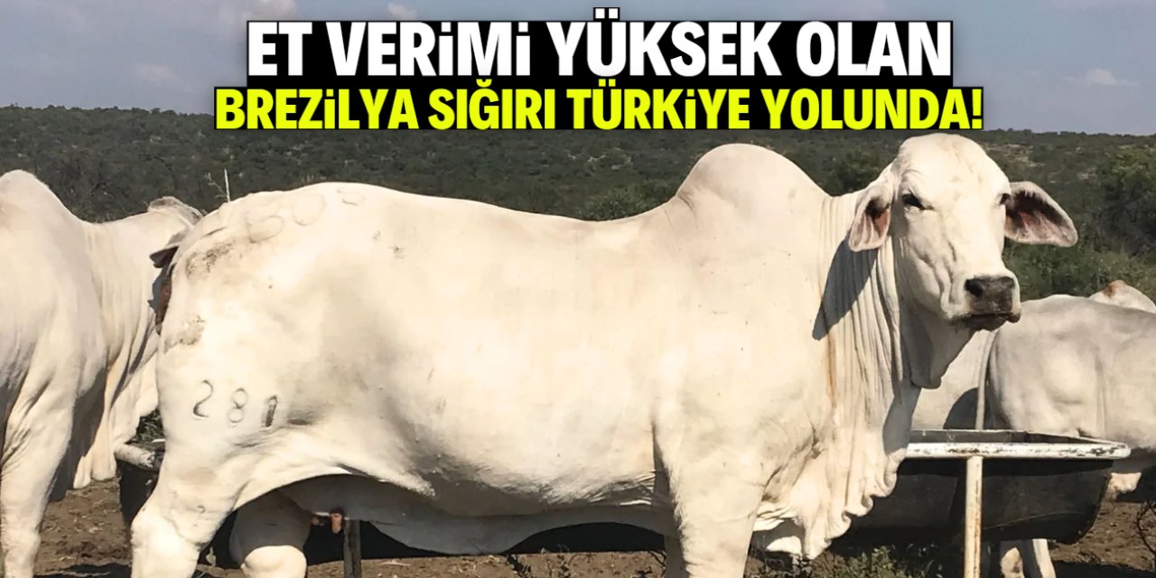 Binlerce Brezilya sığırı Türkiye yolunda! Et fiyatları düşecek