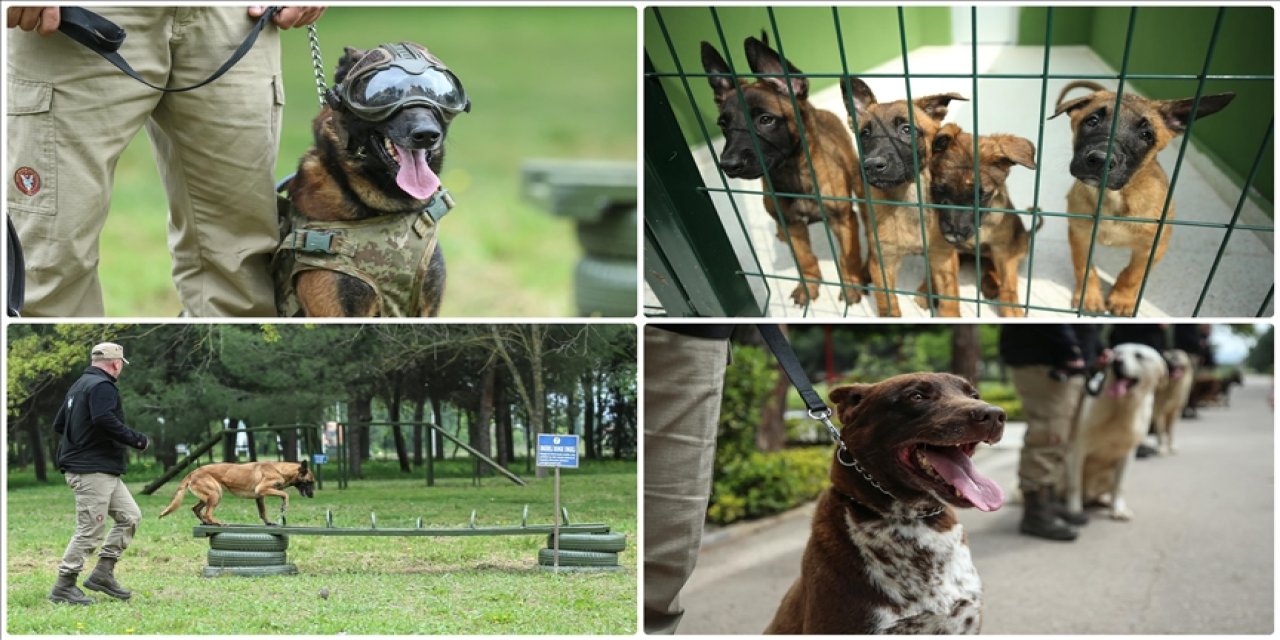 Mehmetçiğin "keskin burunları" Gemlik'te eğitiliyor