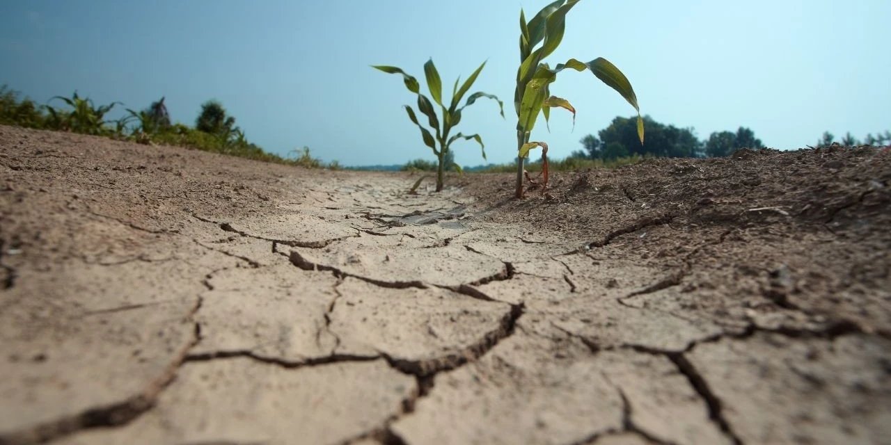 Kuraklığın etkisi tahmin edilenden çok fazla