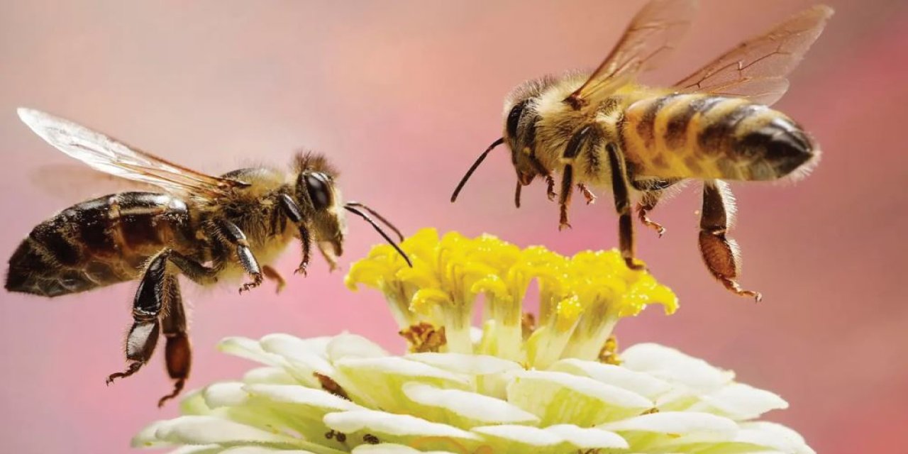 Doğanın çalışkanlık öyküsü! 1 kilo bal için 4 milyon çiçek geziyorlar