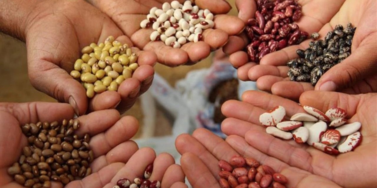 Sertifikalı tohum 1,3 milyon tonu aştı