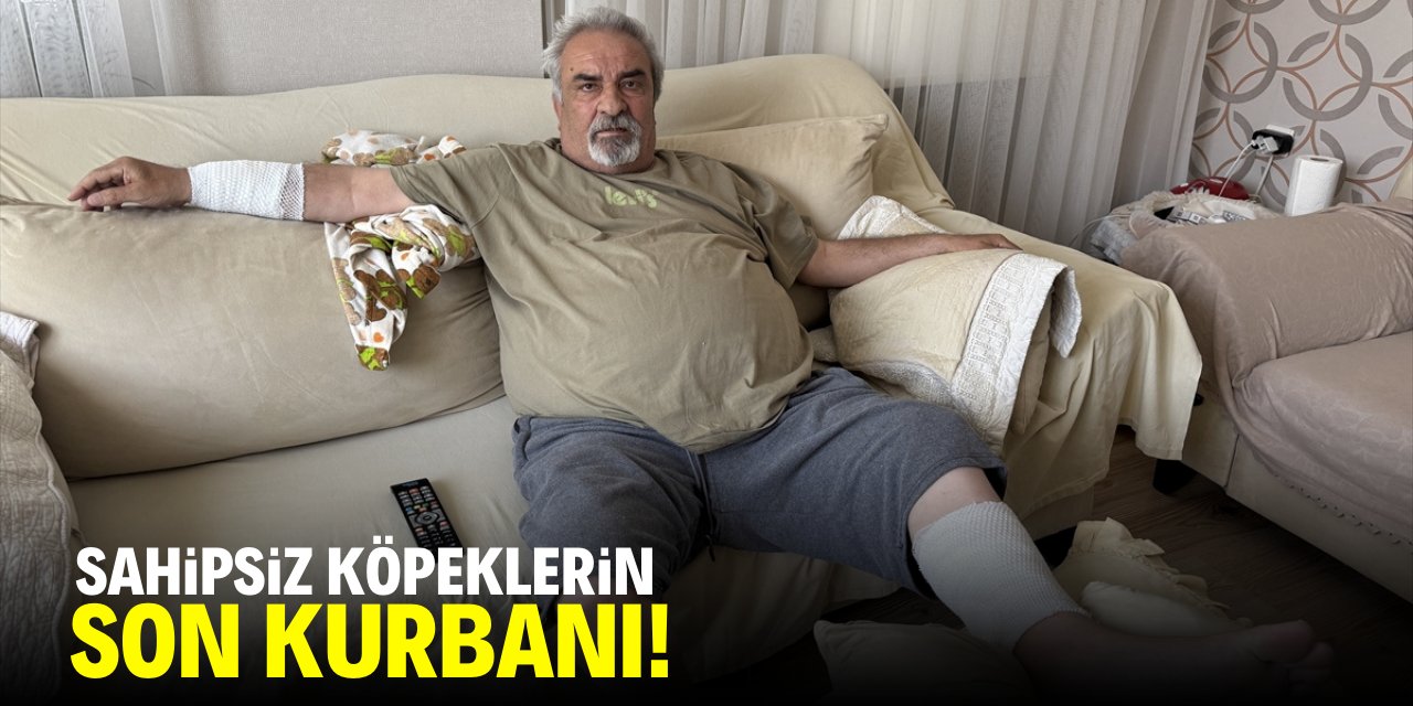 Sahipsiz köpeklerin son kurbanı!