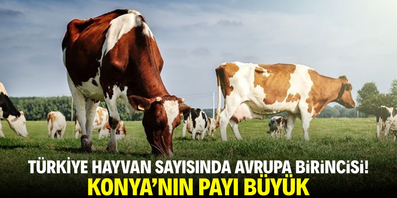Türkiye hayvan sayısında Avrupa birincisi! Konya'nın payı büyük