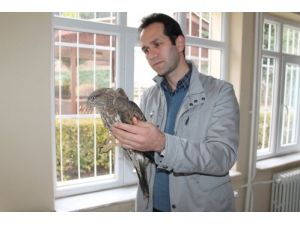 Yaralı Şahine Köylüler Sahip Çıktı