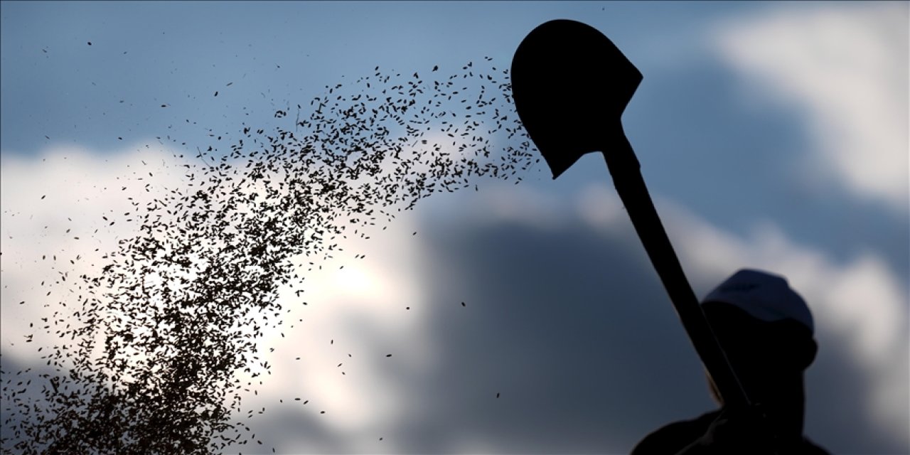 Yerli tohum için destek verilecek