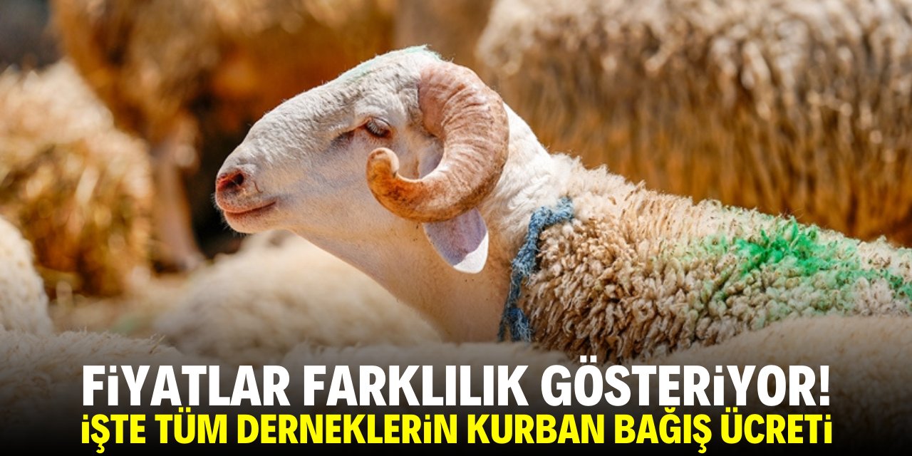 Fiyatlar farklılık gösteriyor! İşte tüm vakıf ve derneklerin kurban bağış ücretleri