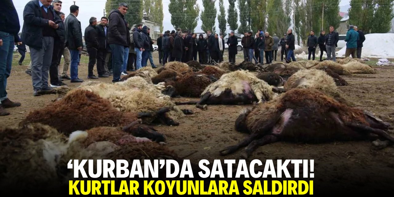 'Kurban'da satacaktı! Kurtlar koyunlara saldırdı