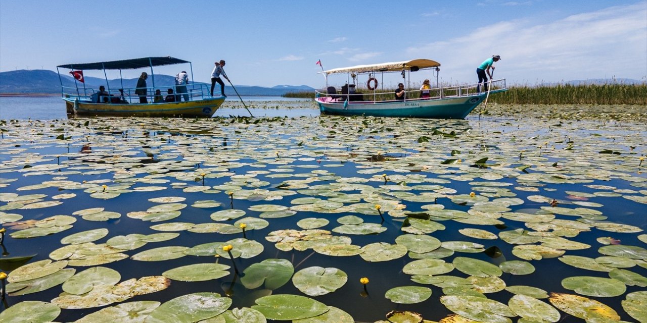 Beyşehir Gölü'ndeki 'nilüfer bahçesi' çiçek açtı