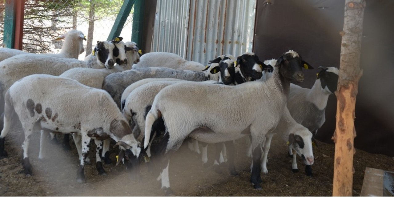 Akyokuş Çiftliği Konyalıları bekliyor