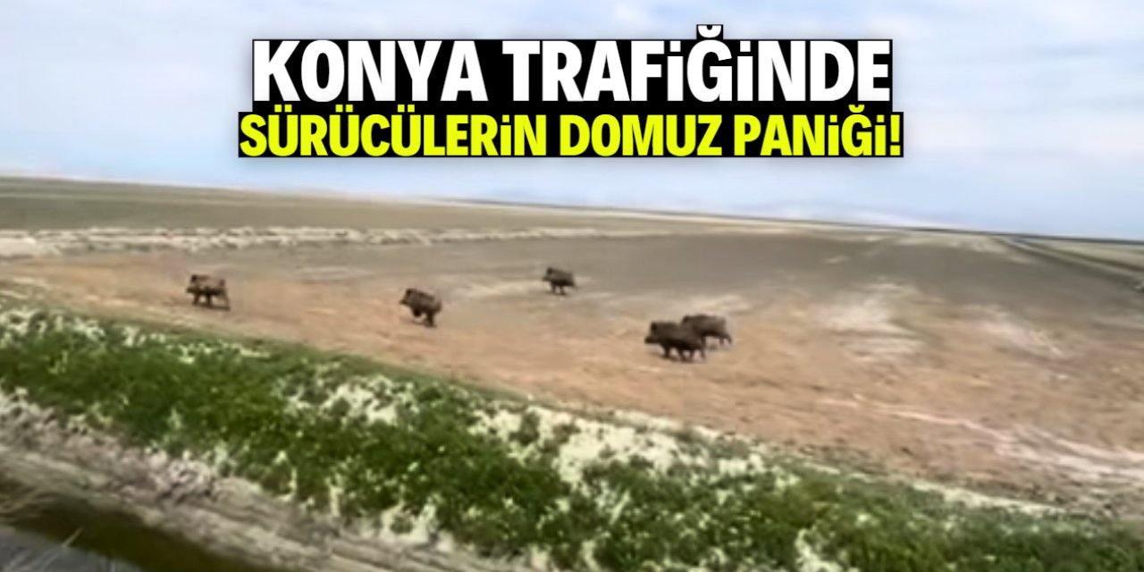 Konya trafiğinde sürücülerin domuz paniği!