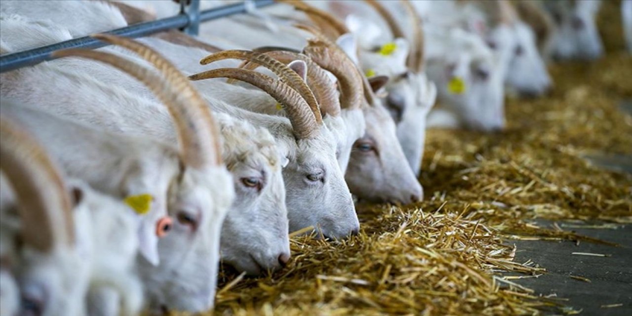 Sektör, koyun ve keçi sütünün tüketiminin artması için projeler geliştirilmesini bekliyor