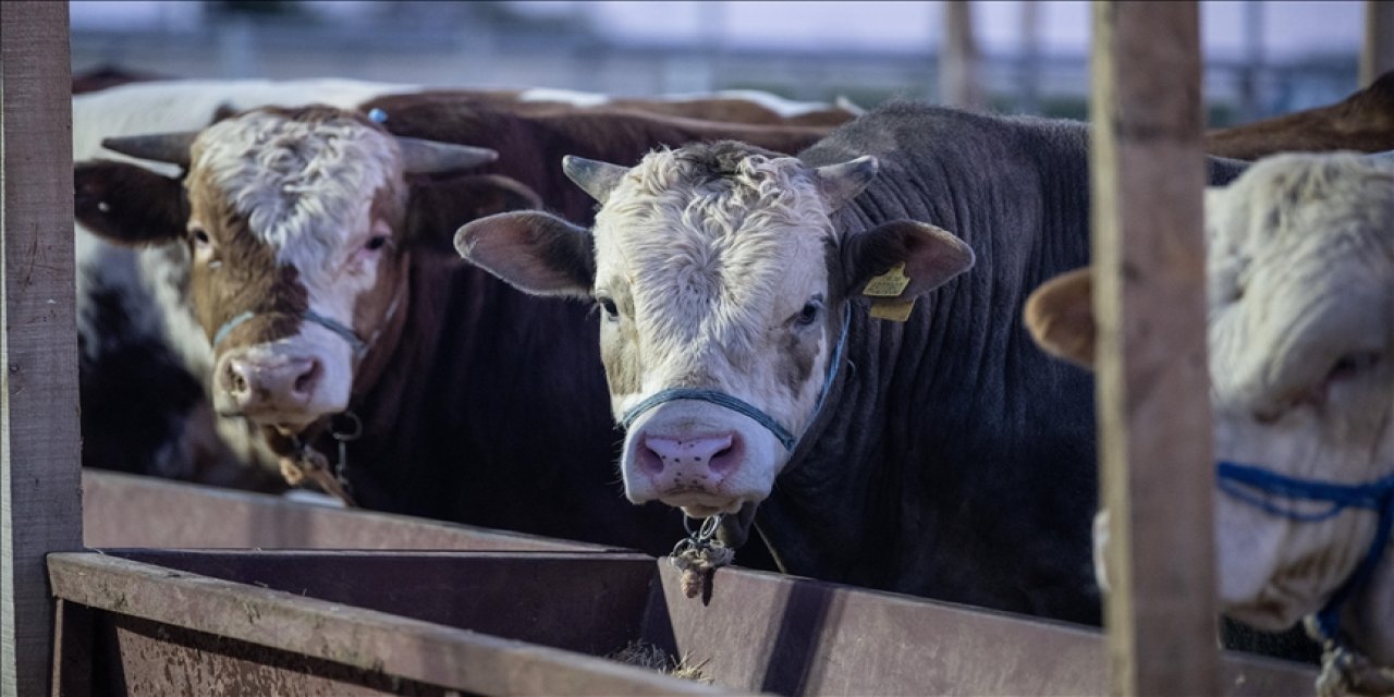 Et ve Süt Kurumu, bu hayvanları satın alacak