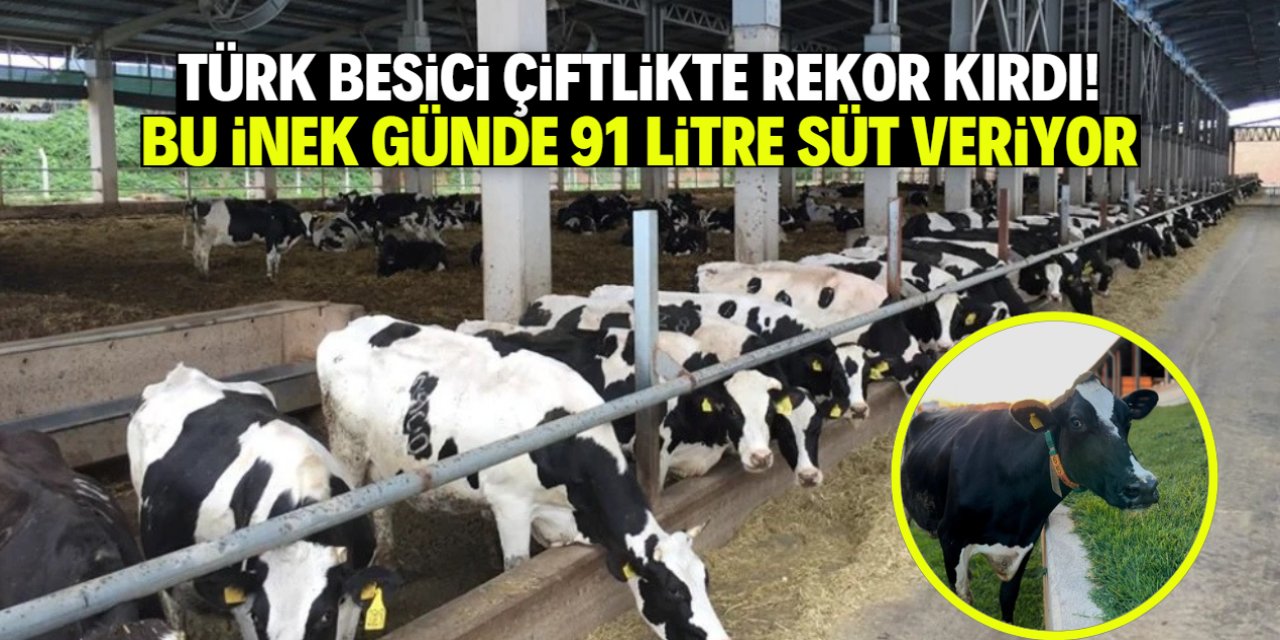 Türk çiftçi 3 bin büyükbaş hayvanla rekor kırdı! Bu inek günde 91 litre süt veriyor