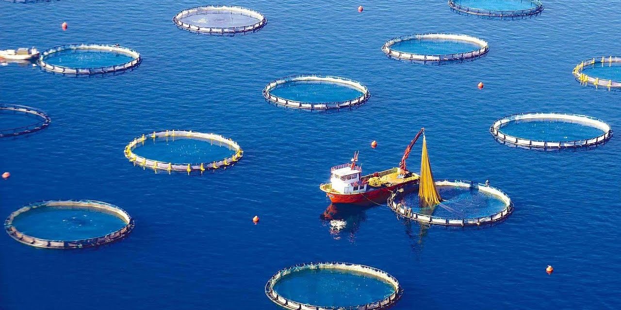 Türkiye'nin su ürünleri üretimi 2024'te yüzde 7,6 azaldı