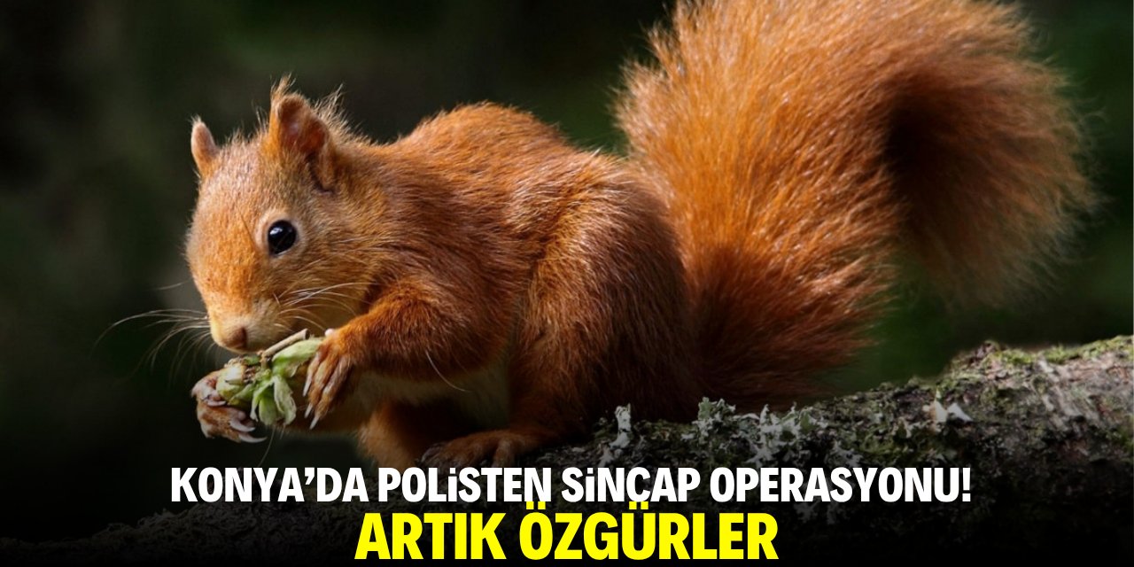 Konya'da polisten sincap operasyonu! Artık özgürler