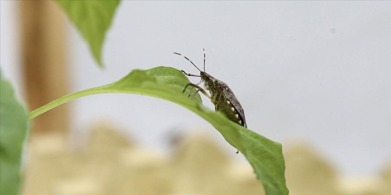 300 bin samuray arısı doğaya salınacak