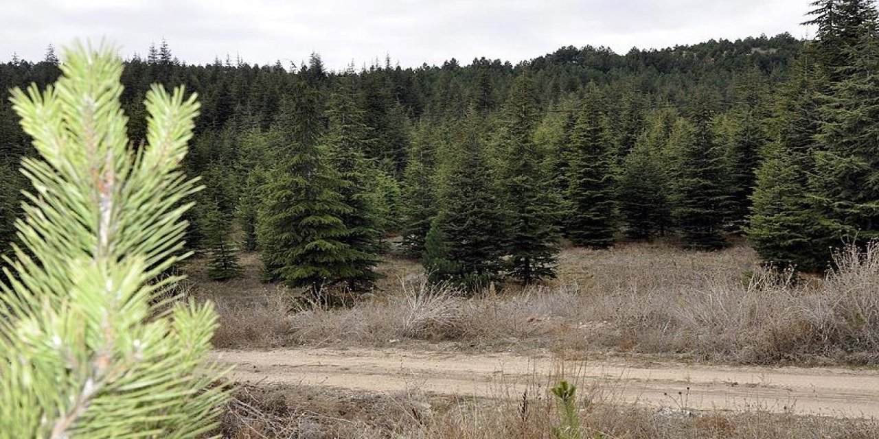 Enerji Bakanlığı, 2024'te STK'ların katkılarıyla yaklaşık 1,9 milyon fidanı toprakla buluşturdu