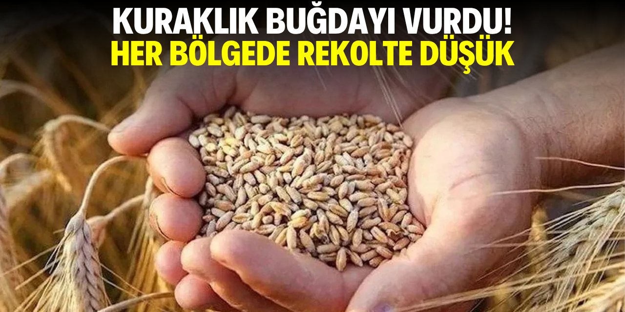 Kuraklık buğdayı vurdu! Rekolte her bölgede düşük