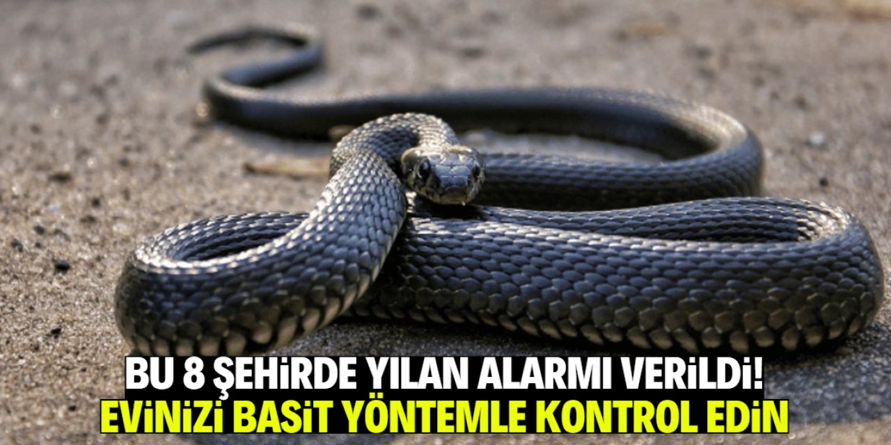 Bu 8 şehirde yılan alarmı verildi! Evinizi basit yöntemle kontrol edin