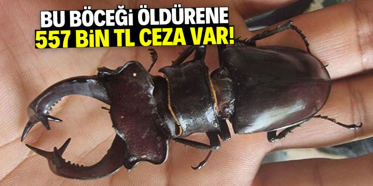 Bu böceği sakın öldürmeyin! Cezası 557 bin TL