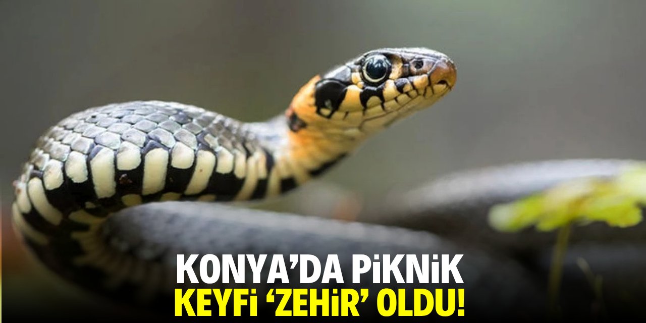 Konya'da piknik keyfi 'zehir' oldu