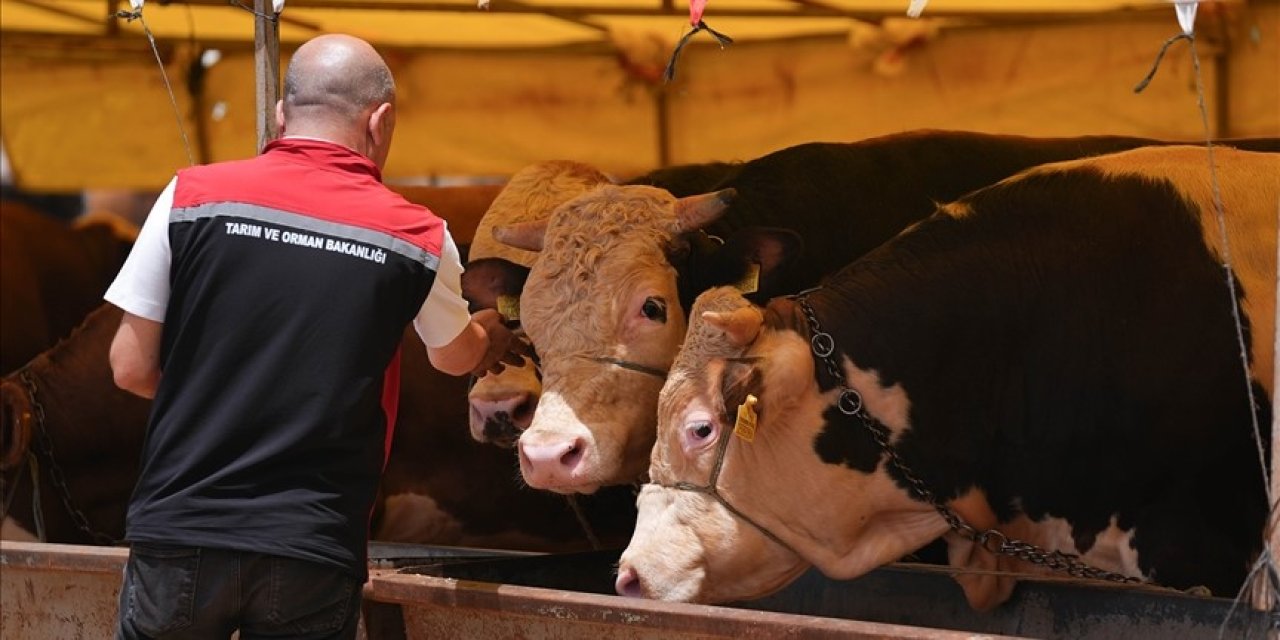 Bayram öncesi 375 bin kurbanlık kontrol edildi