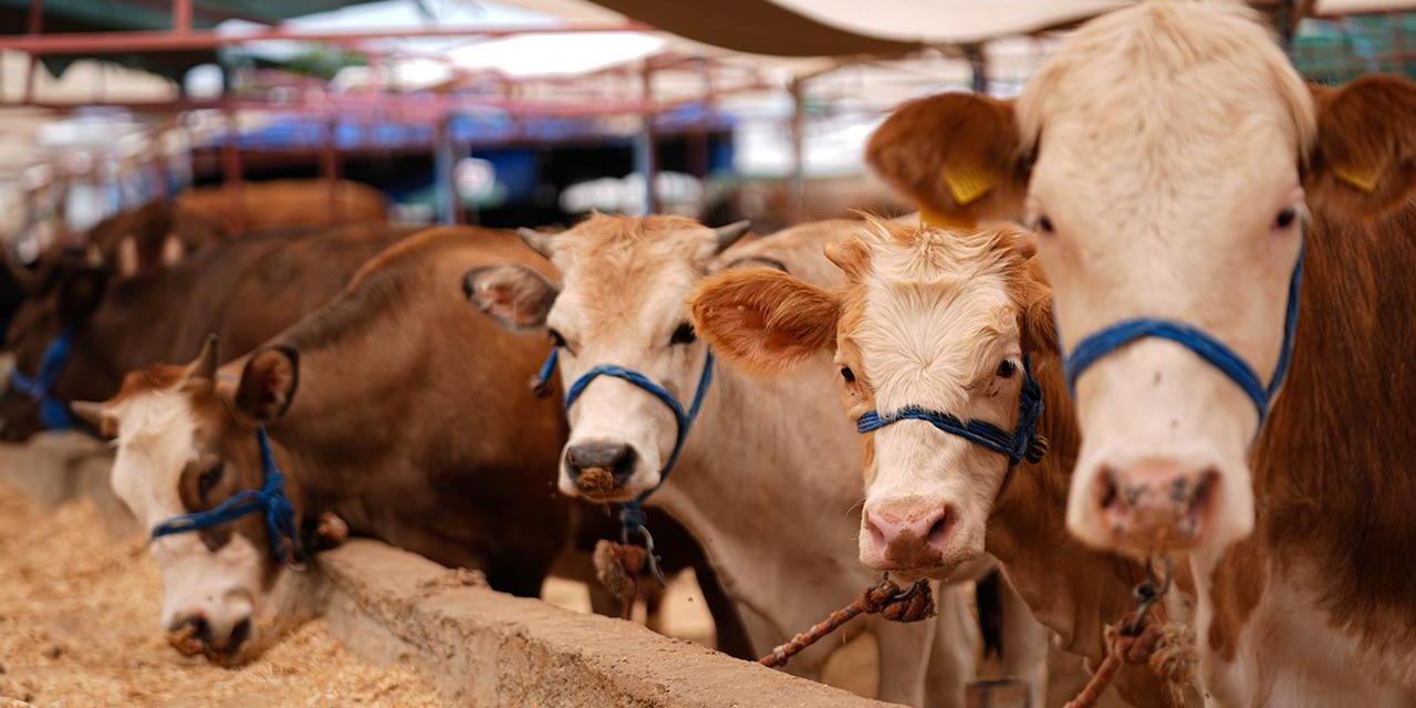 Bayramda 3 milyonun üzerinde kurbanlık satıldı
