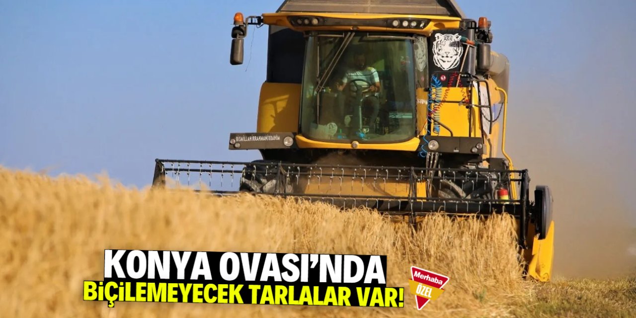 Konya Ovası'nda biçilemeyecek tarlalar var!