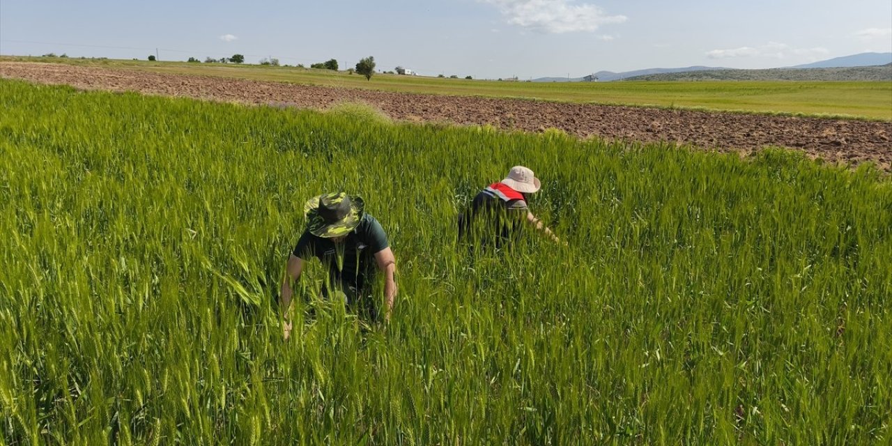 Hububat alanları kontrol ediliyor