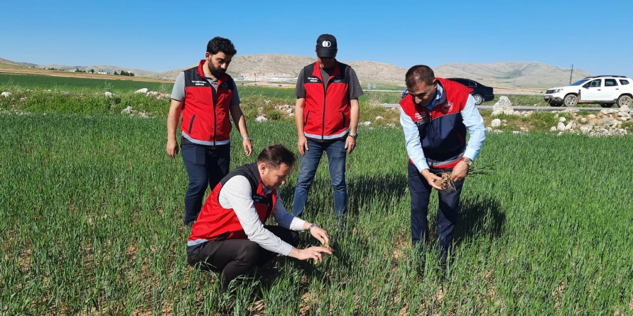 Yunak’ta hububat ekili alanlara yakın takip