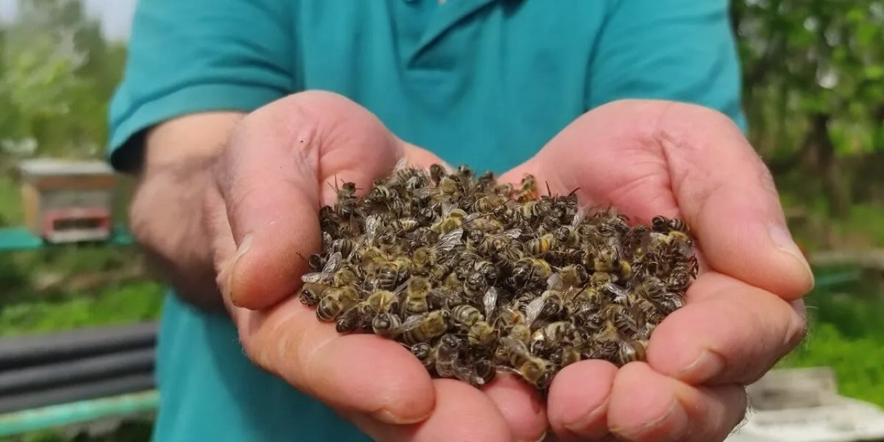 İklim değişikliği arı ölümlerini artırıyor