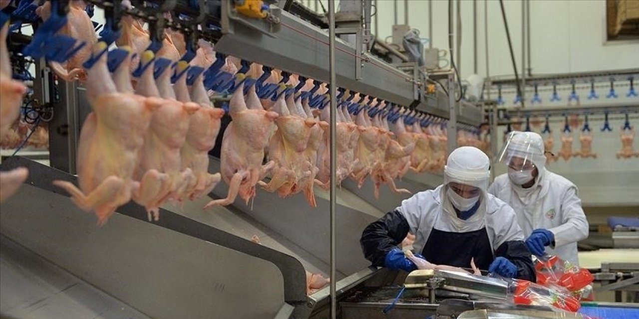 Tavuk eti üretimi yüzde 23 arttı