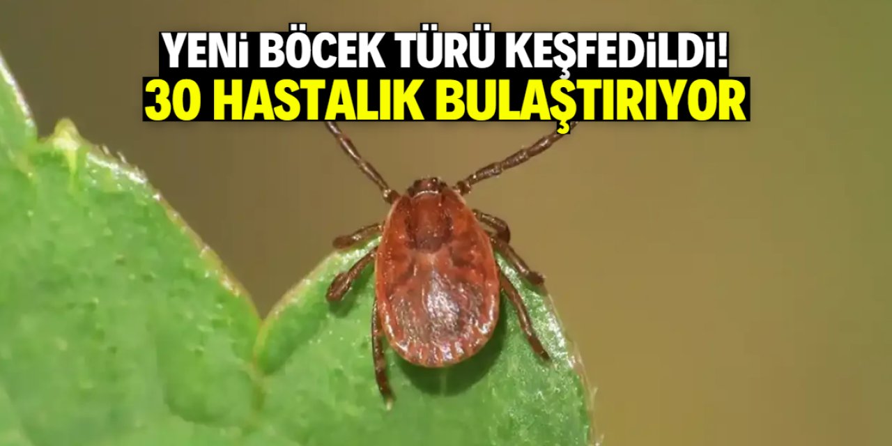 Türkiye'de yeni böcek türü keşfedildi! İnsana temas edip 30 hastalık bulaştırıyor