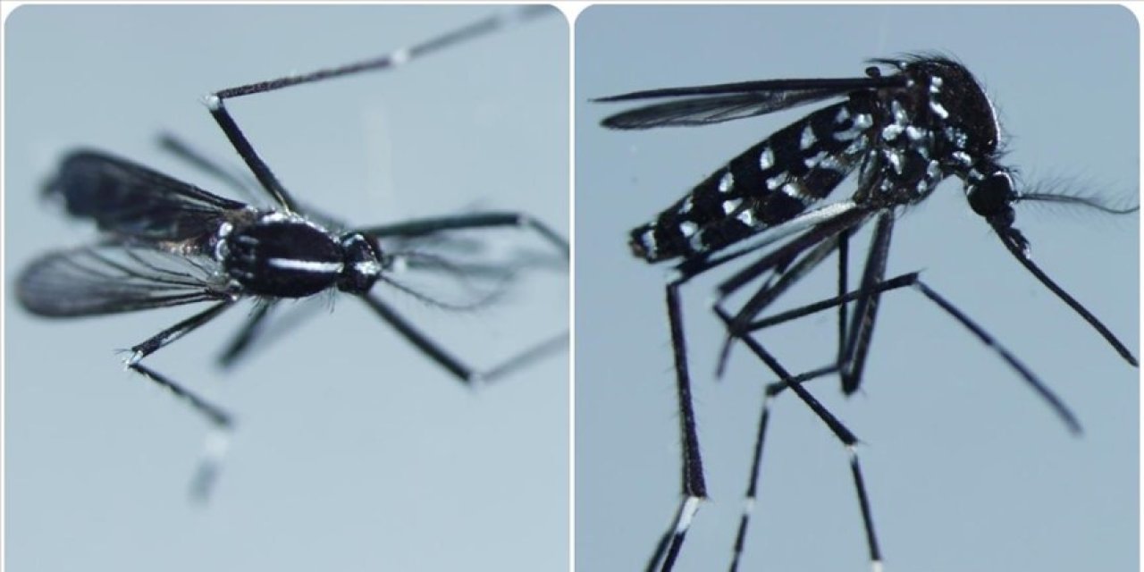 Türkiye'de görülen bu sivrisinek korkuttu