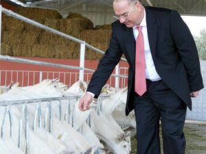 Koyun Ve Keçi Sütünde De Referans Fiyat İsteniyor