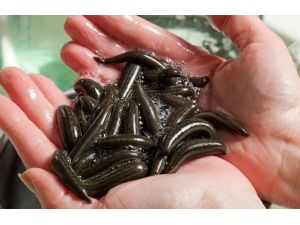 Türkiye 2 Bin Kilo Tıbbi Sülük İhraç Edecek