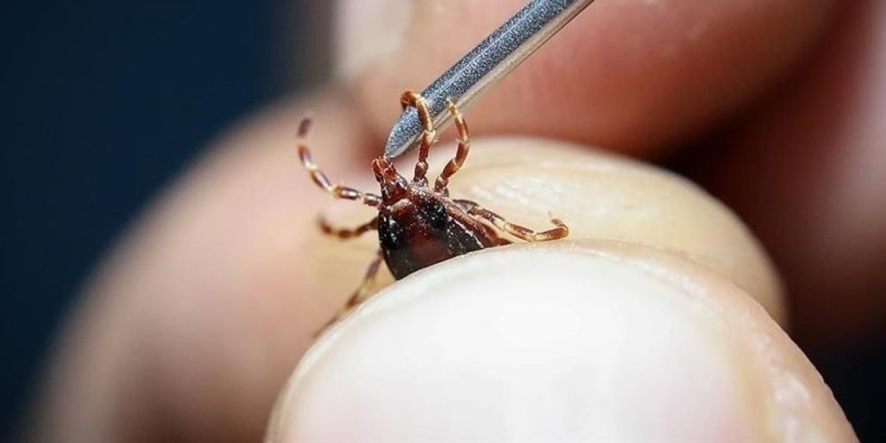 Bir kişi daha keneden hayatını kaybetti