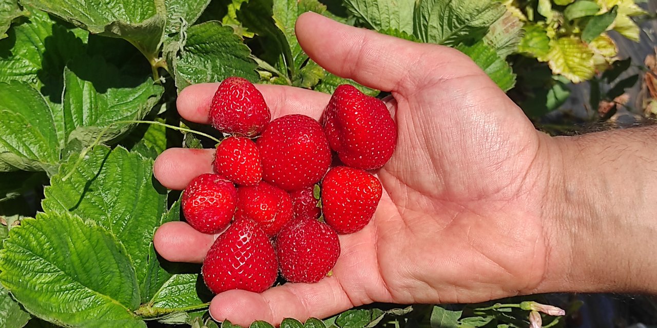 Hüyük çileği üreticiye umut oluyor