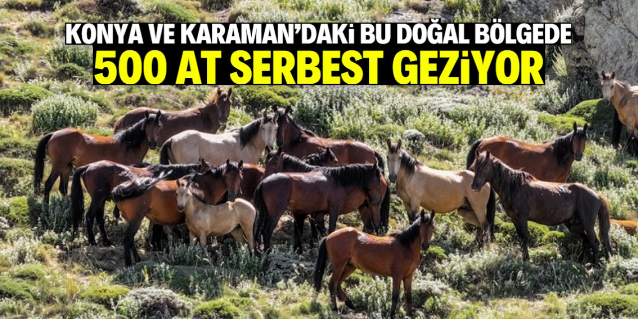 Konya ve Karaman'daki bu doğal bölgede 500 at serbest geziyor