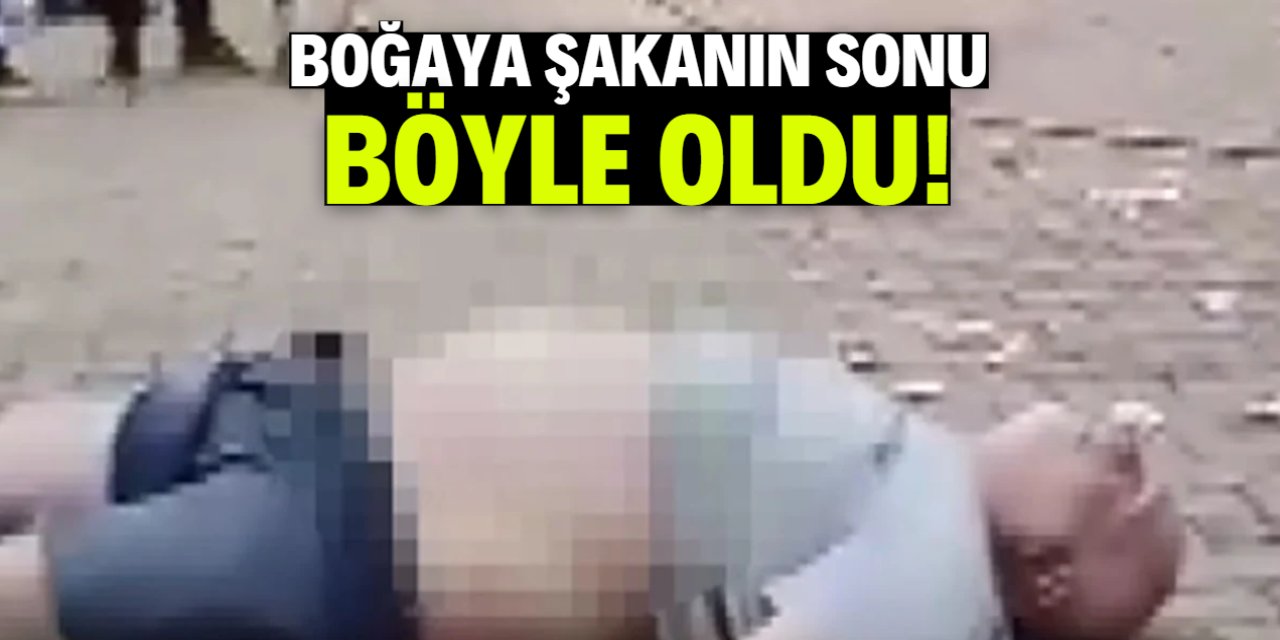 Boğaya şaka yaptı! Boynuzu yedi