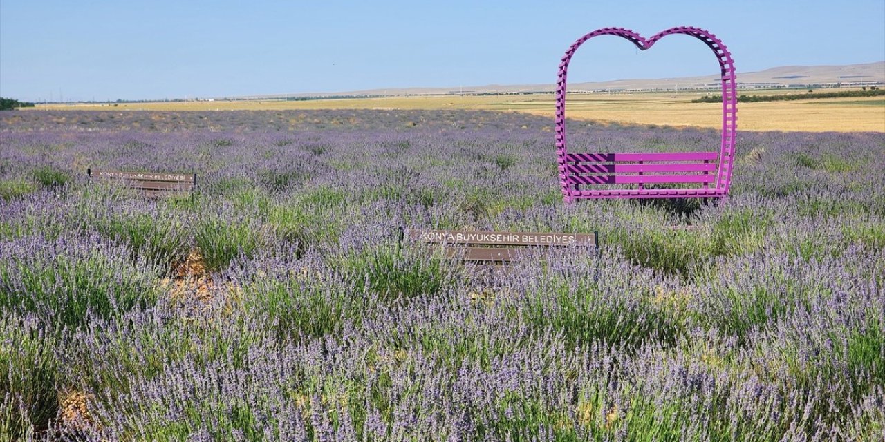 Güneysınır'ın lavanta bahçesi mora büründü