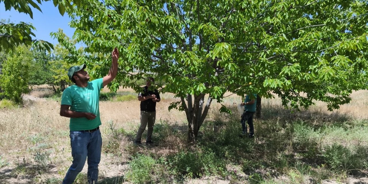 Kiraz hasadı öncesi pestisit denetimi