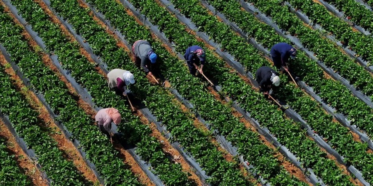 Çiftçilere destek ödemesi bugün yapılacak
