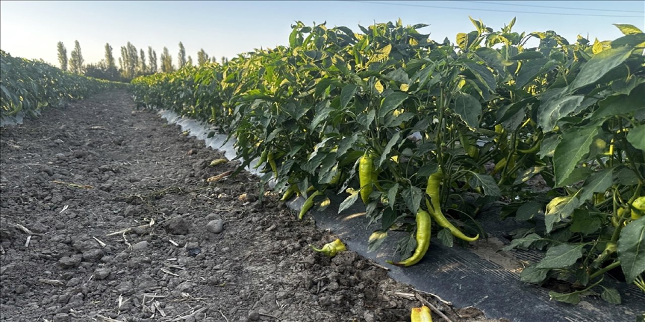 Ata mirasını modern tarımla buluşturan genç tonlarca sebze ve meyve üretecek