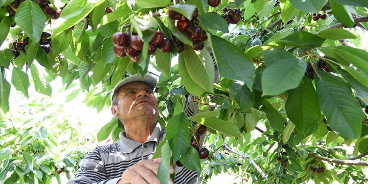 Çanakkale'nin çay bardağına sığmayan kirazları yurt dışına gönderiliyor