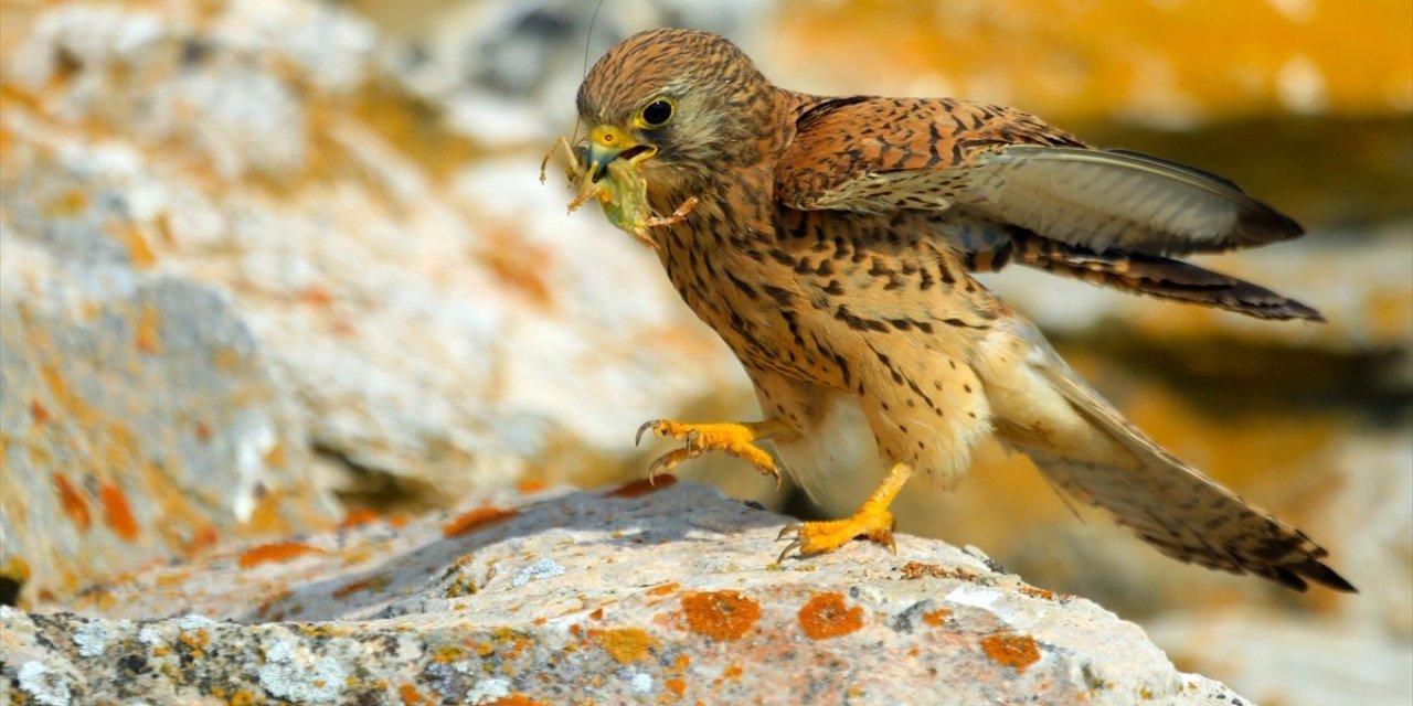 Konya'da kerkenezlerden 'av mesaisi'