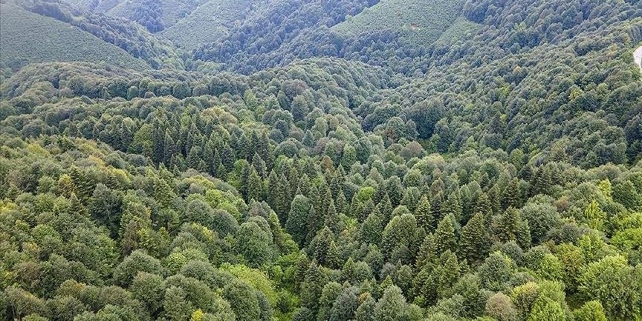 Karaman'da ormanlık alanlara girişler yasaklandı